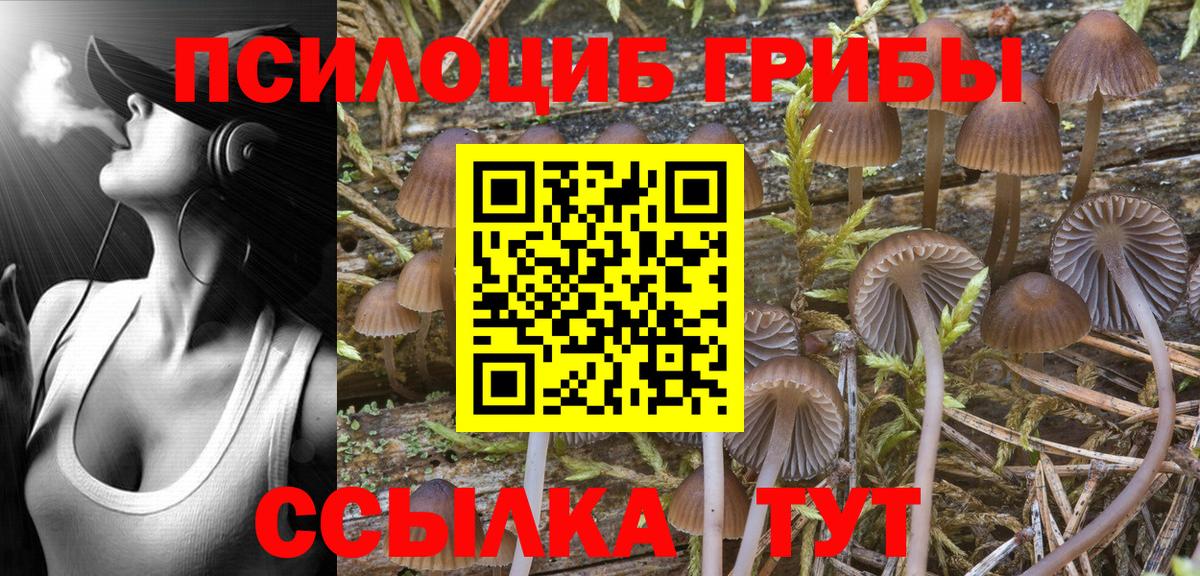 Владивосток  Галлюциногенные грибы Psilocybine cubensis  наркота  Вход с VPN 